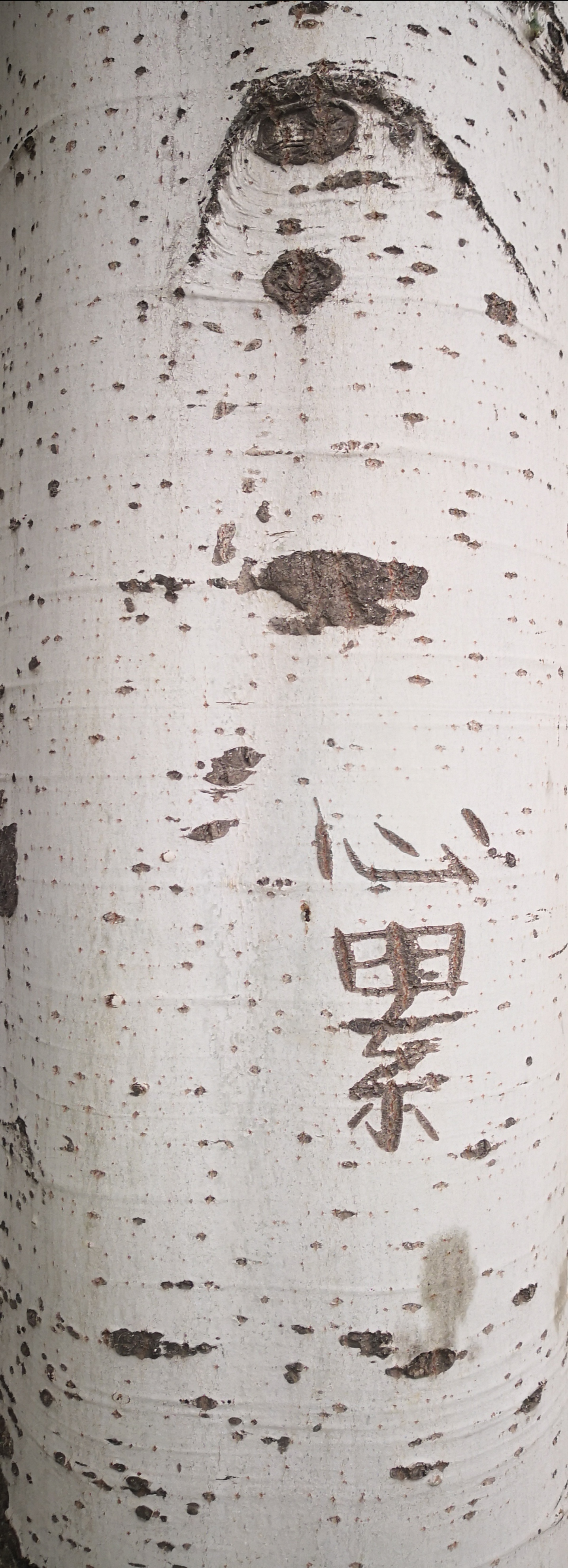 poster